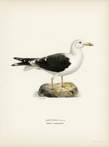 Lesser blak-backed gull Larus fuscus