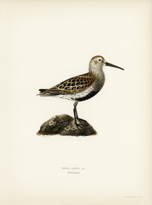 Tringa Alpina Dunlin