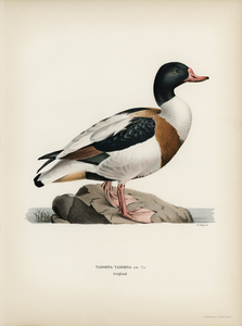 Shelduck TADORNA TADORNA