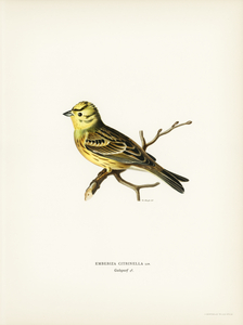 Yellowhammer male Emberiza citrinella