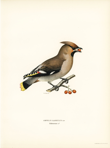 Bohemian Waxwing Ampelis garrulus