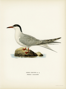 Common tern STERNA HIRUNDO