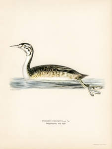 Podiceps Cristatus