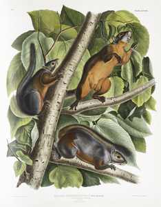 Red Texan Wolf Canis lupus 