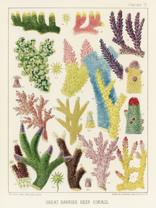 Great Barrier Reef Corals from The Great Barrier Reef of Australia 1893 by William Saville-Kent 1845-1908. Fig 1-2: Madrepora ProstrataFig 3: Madrepora KentiFig 4: Madrepora OrnataFig 5: Madrepora DecipiensFig 6: Mdrepora LaxaFig 7: Madrepora secund