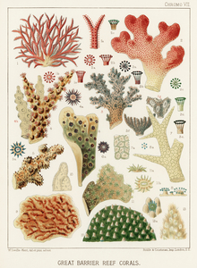 Great Barrier Reef Corals from The Great Barrier Reef of Australia 1893 by William Saville-Kent 1845-1908. Fig 1 : Seriatopora HystrixFig 2 : Stylopora PalmataFig 3 : Pcillpoora DamicornisFig 4 : Oculina FasciculataFig 5 : Echinopora horridaFig 6 : 