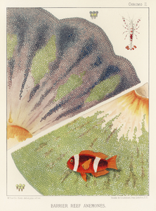 Barrier Reef Anemones from The Great Barrier Reef of Australia 1893 by William Saville-Kent 1845-1908. 