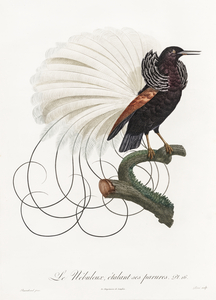 Twelve wired bird of paradise 