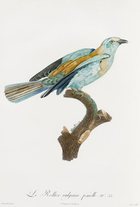 Abyssinian roller female
