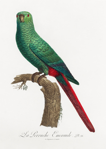 Austral parakeet 