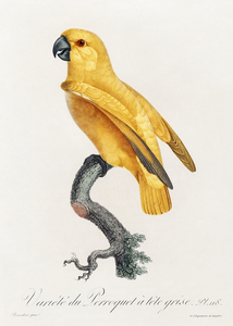 Rare yellow senegal parrot 