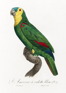 Blue-fronted amazon 