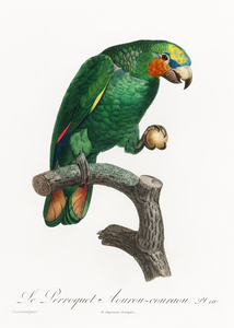 Orange-winged parrot 