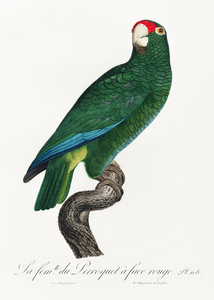 Rose-throated parrot 