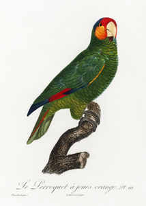 Red-lored parrot 