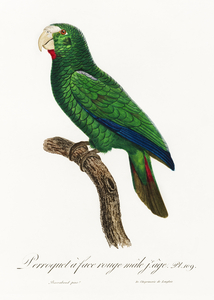 Cuban parrot 
