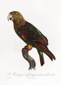 Uncape parrot 