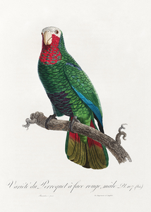 Rose-throated parrot 