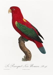 Chattering lory 