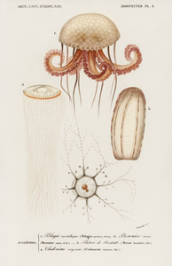 Different types of marine life