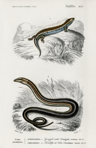 Gongylus ocellatus and Pseudopus Pallasii