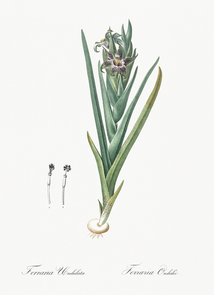 Ferraria illustration  Print