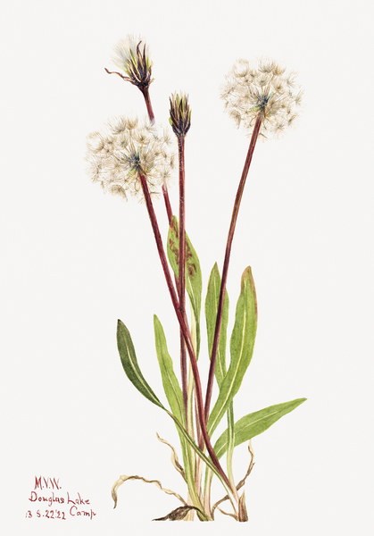 Slender Agoseris Agoseris gracilens 1922 Print