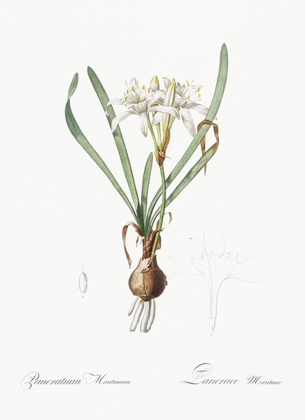 Sea daffodil illustration  Print