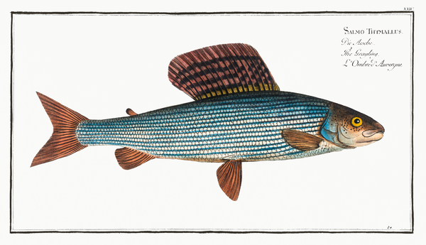 Grayling Salmo Thymallus Print