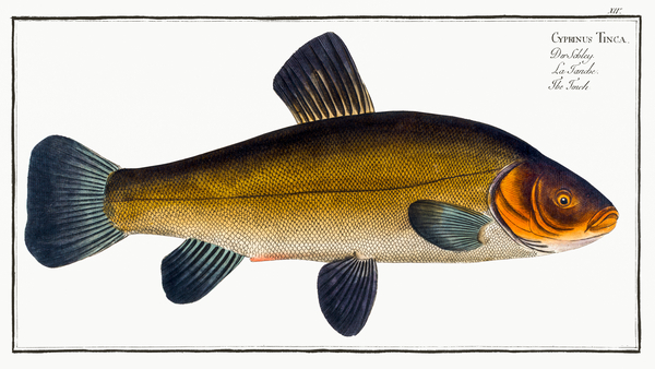 Golden Tench Cyprinus Tinca auratus Print