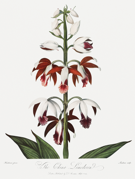 The Chinese Limodoron  Print