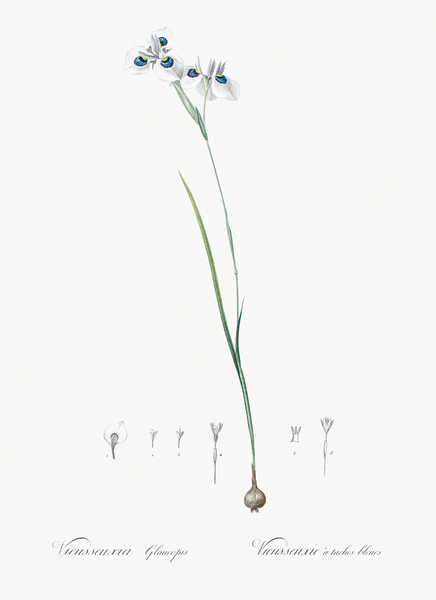 Vieusseuxia glaucopis illustration  Print