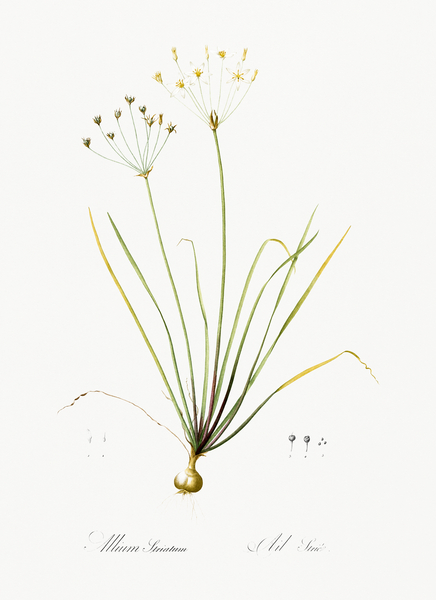 Allium straitum illustration  Print