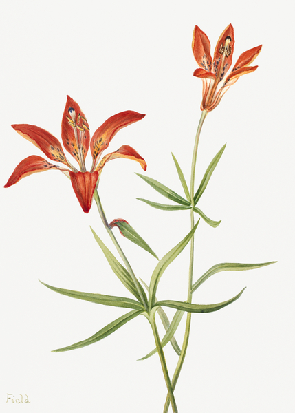 Lily Lilium montanum 1900–1920 Print