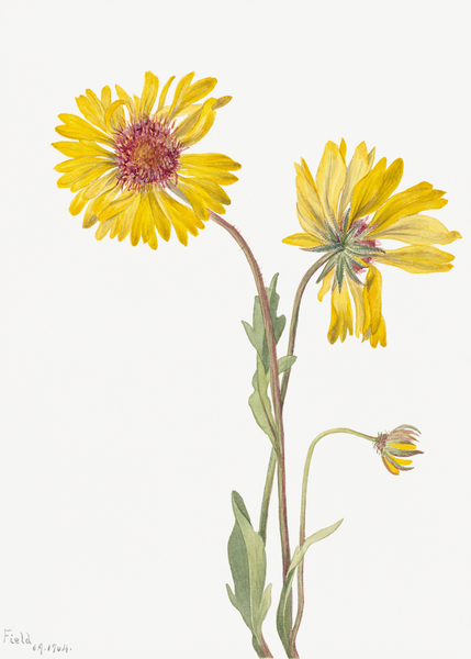Perennial Gaillardia Gaillardia aristata 1904 Print