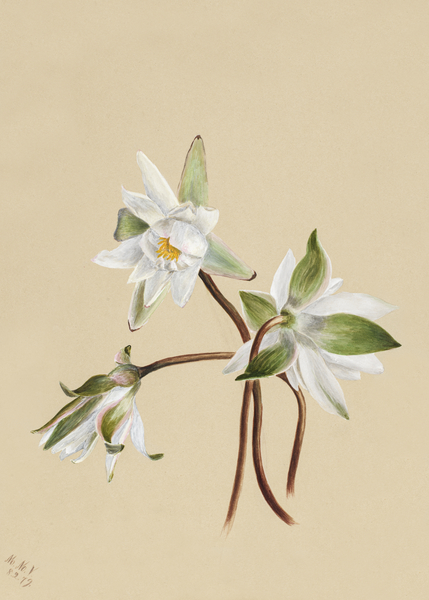 Water Lilies Castalia odorata 1879 Print