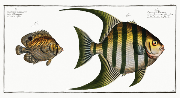 1. Chaetodon Plümieri 2. Chaetodon ocellatus Print