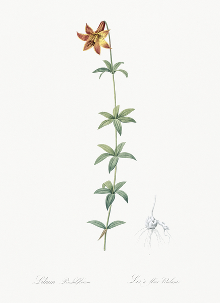 Lilium penduliflorum illustration  Print