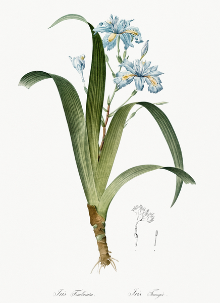 Iris fimbriata illustration  Print