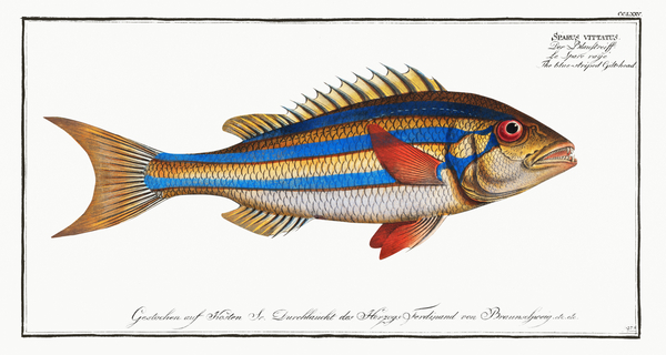 Blue-striped Gilt-head Sparus vittatus Print