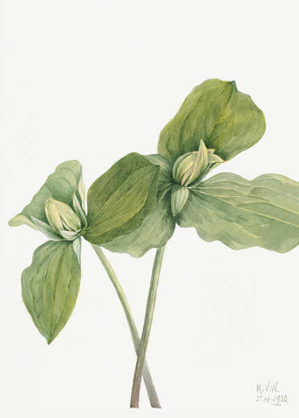 Toad Trillium Trillium sessile 1920 Print
