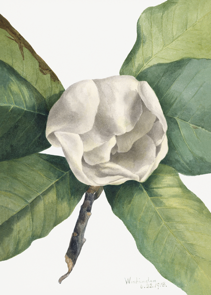Southern Magnolia Magnolia grandiflora 1918 Print