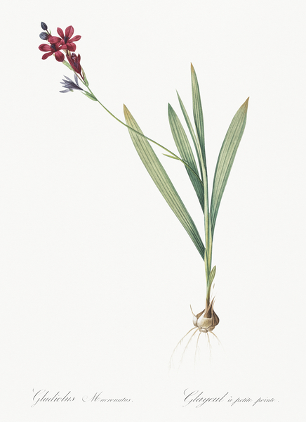 Gladiolus mucronatus illustration  Print