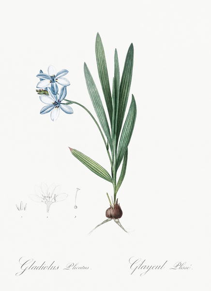 Gladiolus plicatus illustration  Print