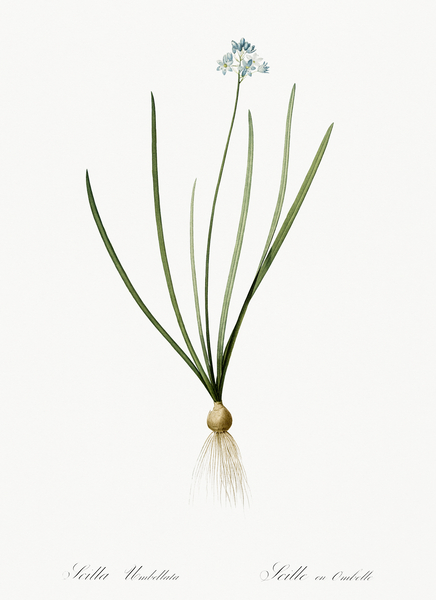 Spring squill illustration  Print