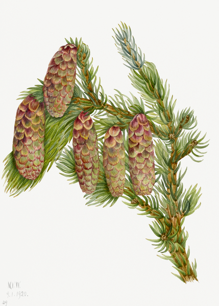 Douglas Fir Pseudotsuga mucronata 1923 Print
