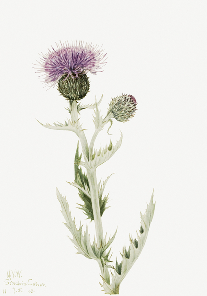 Prairie Thistle Cirsium undulatum 1923 Print