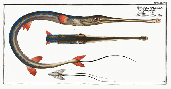 Tobacco-Pipe-Fish Fistularia tabacaria Print
