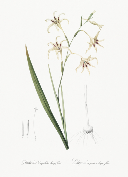 Gladiolus cuspidatus illustration  Print
