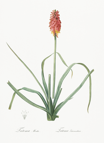 Redhot poker illustration  Print